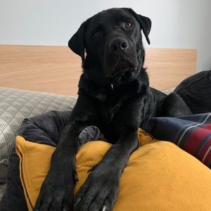 Meet your Posher, Hayley